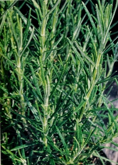 Rosemary in a migraine relief alternative therapy strengthens and detoxifies the liver.