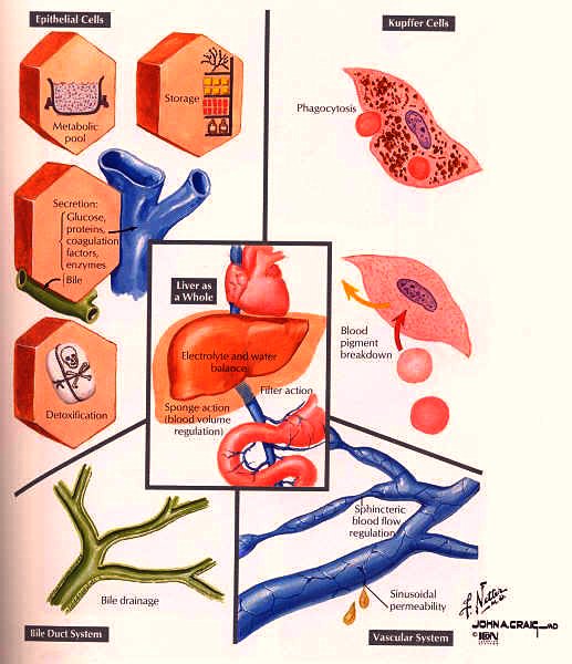 liver functions chart