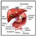 liver functions