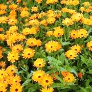 Wonderful field of calendula for skin complaints