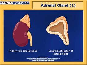 adrenal cortex gland