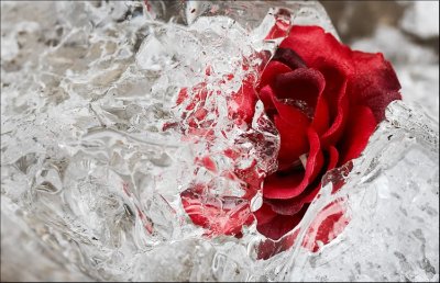 Red rose pictures Red rose pictures